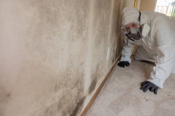 Why You Should Choose Our Mold Remediation Services in Parkville, MD